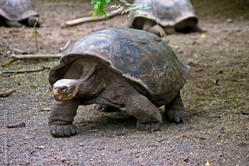 Galapagos Giant Tortoise on Isabela Island - Ecuador