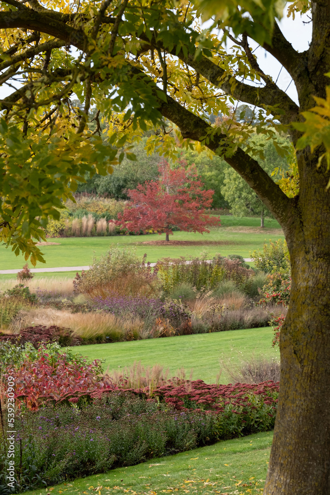 View of the Essex countryside in autumn, photographed at a garden near Chelmsford, Essex UK with a tree trunk in the foreground framing a maple tree with red leaves.