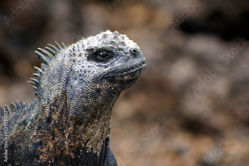 Marine Iguana from Tintorera Island in the Galapagos Archipelago - Ecuador