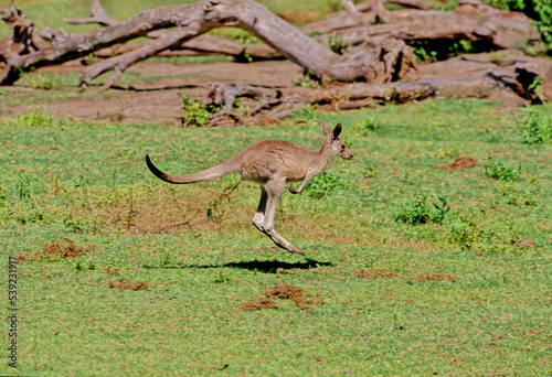 Eastern grey kangaroo © miropa20
