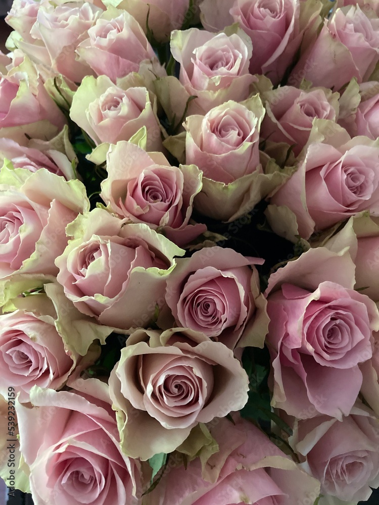 Top view of a bouquet of pink roses Top view of a bouquet of pink roses