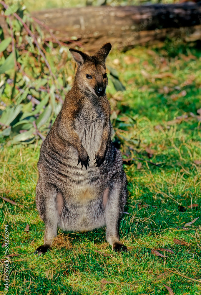 Fototapeta premium Red-necked wallaby