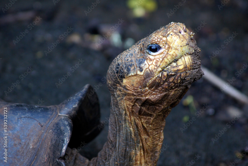 Obraz premium Tortoise at the Charles Darwin Research Station on the island of Santa Cruz - Galapagos Archipelago - Ecuador