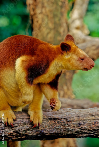 Matschie's tree-kangaroo © miropa20