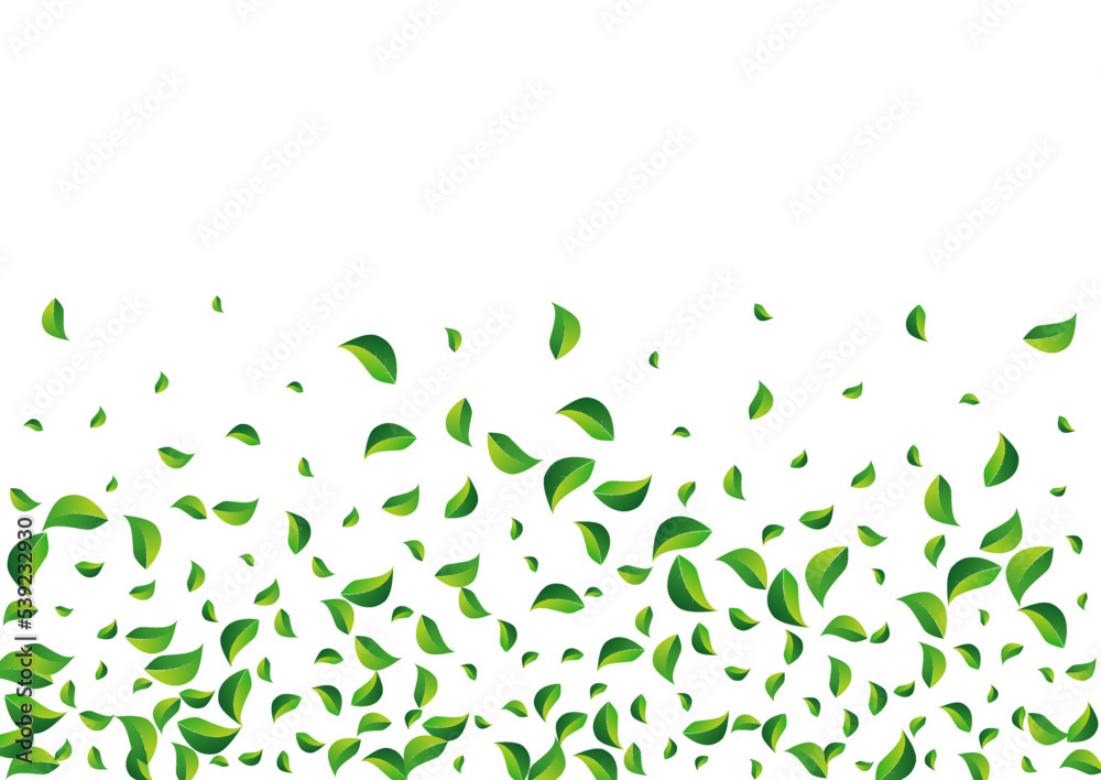 Mint Foliage Organic Vector White Background. Tea Mint Foliage Organic Vector White Background. Tea