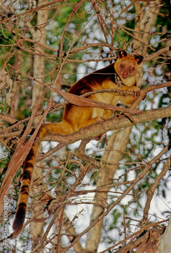 Matschie's tree-kangaroo photo