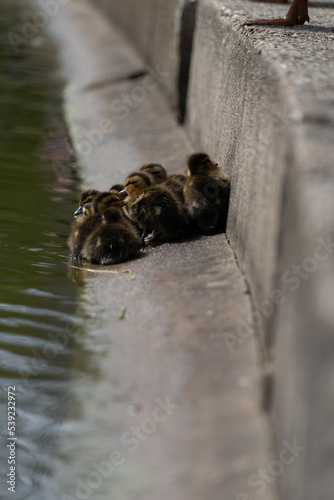 Mallard Duckling Duckling Huddled Together group shot low level water view © Pluto119