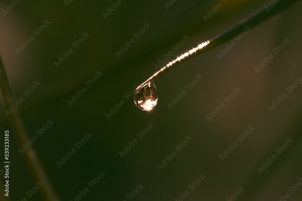 macrofotografía de una gota de agua macrofotografía de una gota de agua