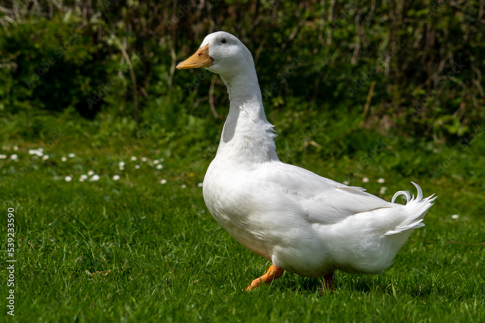 Large Pekin, Aylesbury Peking American Heavy Duck low level View close up Large Pekin, Aylesbury Peking American Heavy Duck low level View close up