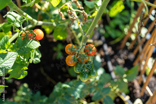 cherry tomatoes on vine