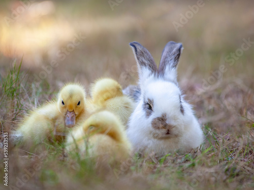 枯草の中で白い子ウサギと寄り添い寝るアヒルの雛