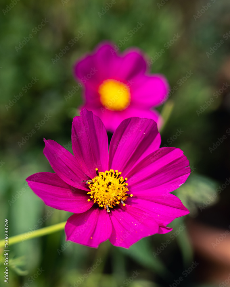 Cosmos flower close-up photography. cosmos with beautiful color Cosmos flower close-up photography. cosmos with beautiful color