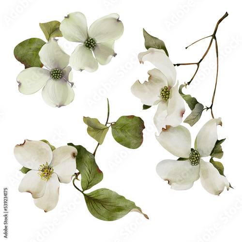 Set of watercolor illustrations of flowers and branch dogwood tree. Elements isolated on white background for your design. photo