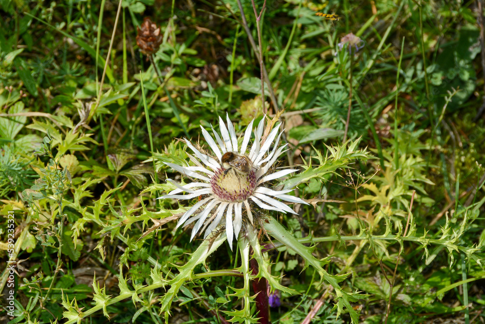 Silver thistle with a bee in a meadow Silver thistle with a bee in a meadow