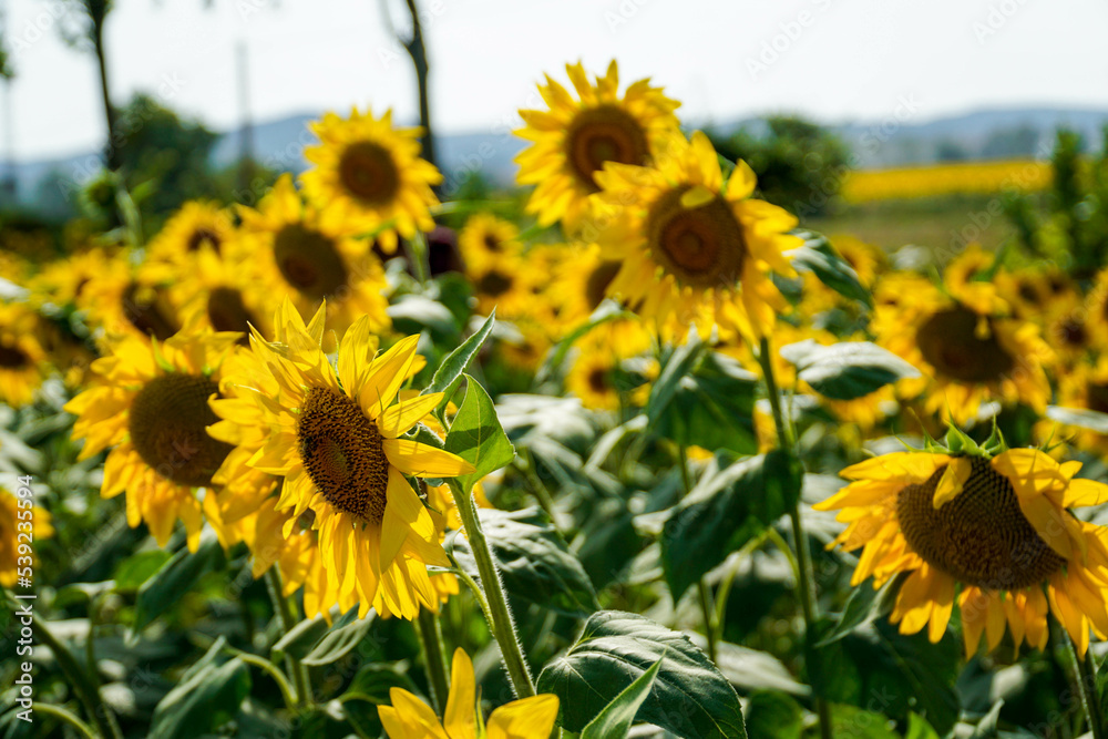 Un champs de tournesol sous un soleil d'été