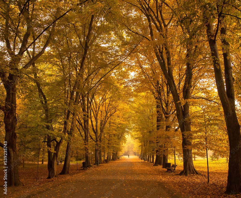 Jesienny krajobraz w parku - obrazy, fototapety, plakaty 
