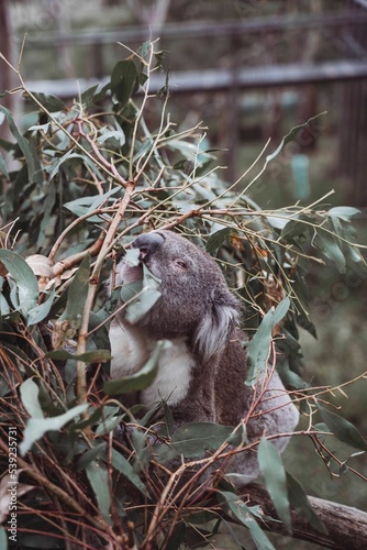 Photography Vertical shot of a beautiful koala on the branch of a tree