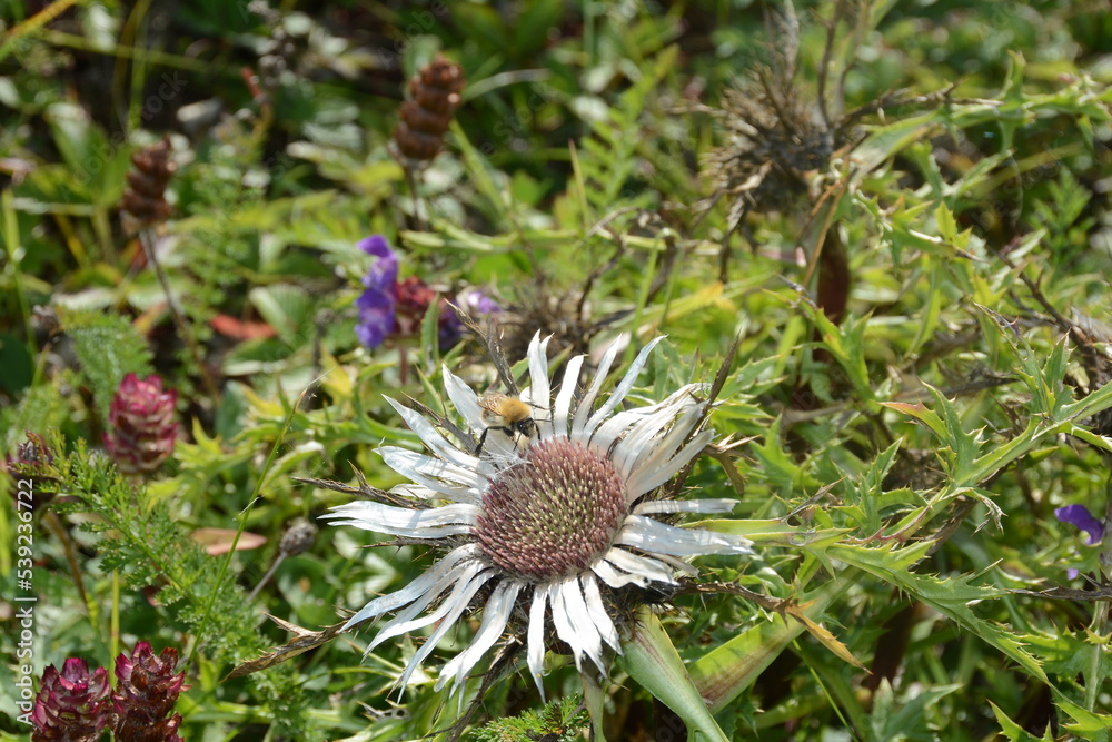 Silberdistel ( Carlina acaulis ) mit Ihrer sternförmiger Blattrosette auf einer Kalkmagerwiese in der hohen Rhön, Deutschland Silberdistel ( Carlina acaulis ) mit Ihrer sternförmiger Blattrosette auf einer Kalkmagerwiese in der hohen Rhön, Deutschland