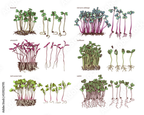 Six hand drawn fresh microgreens sprouts