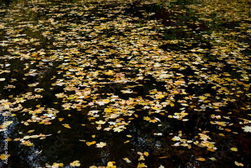 autumn lake water houses leaves yellow