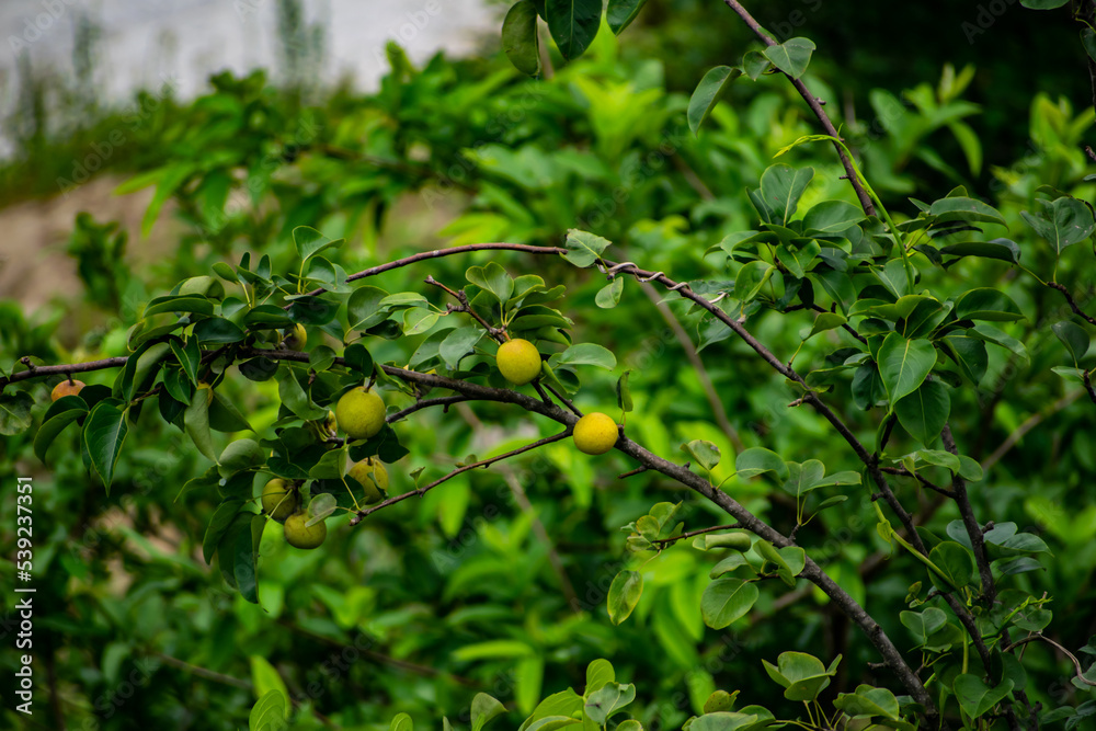 Hanging pears on a pear tree. Pear orchard in the backyard of a home in uttarakhand, India. Yellow and green colored pears hanging on tree. Pear leaves in the background. Hanging pears on a pear tree. Pear orchard in the backyard of a home in uttarakhand, India. Yellow and green colored pears hanging on tree. Pear leaves in the background.