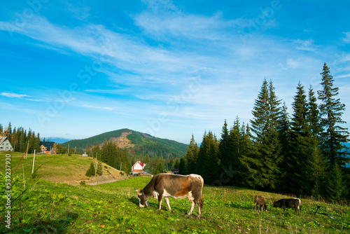 cow in alpine meadows, cow eating grass © Alexander Odessa 