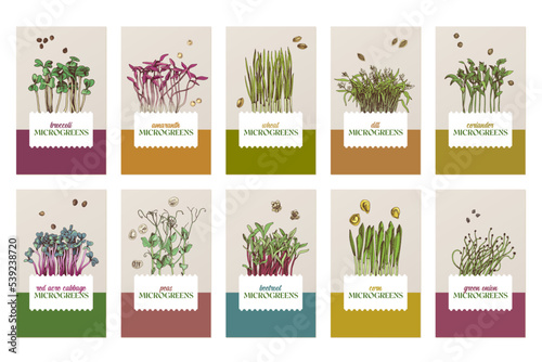 Hand drawn microgreens banners design templates