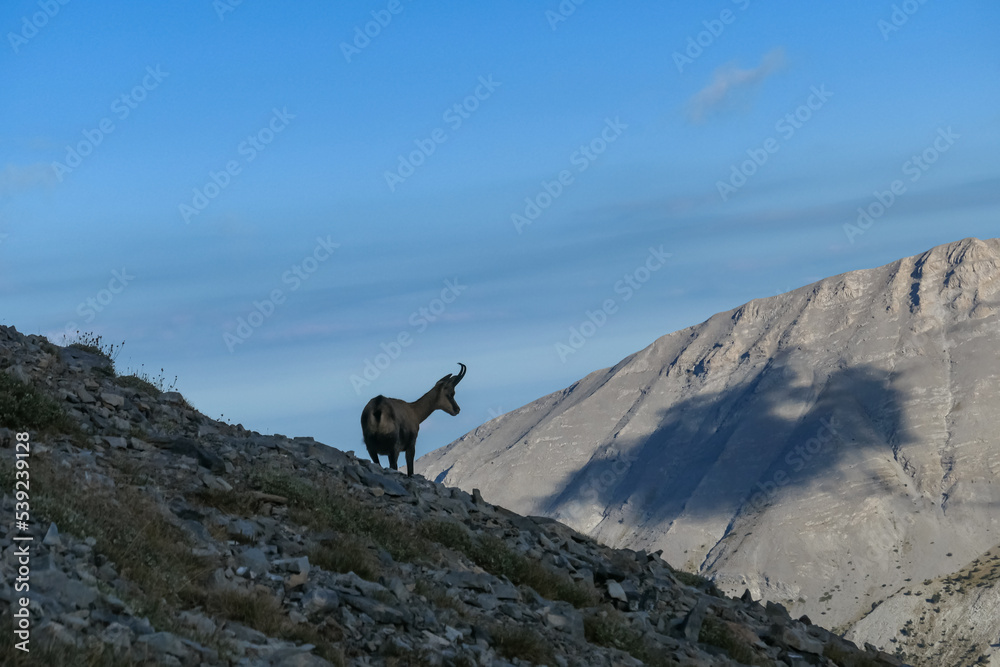 Wild mountain goat (chamois) on Mount Olympus (Mytikas, Skala, Stefani, Skolio) in Mt Olympus National Park, Thessaly, Greece, Europe. Scenic view on mountain ridge with cloudless deep blue background Wild mountain goat (chamois) on Mount Olympus (Mytikas, Skala, Stefani, Skolio) in Mt Olympus National Park, Thessaly, Greece, Europe. Scenic view on mountain ridge with cloudless deep blue background