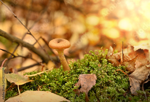Wild forest sawdust mushrooms on a tree, green moss, leaf background. edible mushroom artillery or honeydew photo