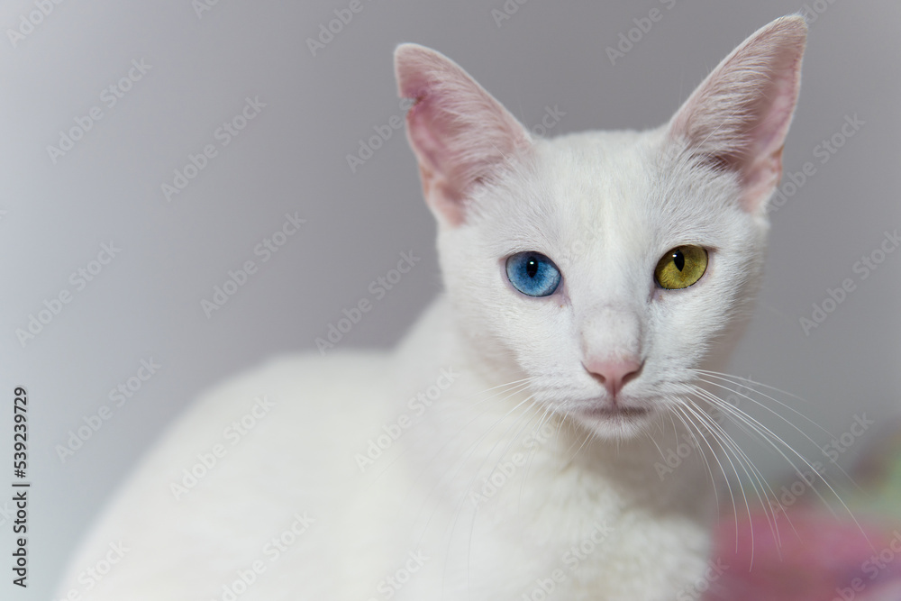 Close-up view of a white cat with heterochromia looking at camera, blue and green eyes