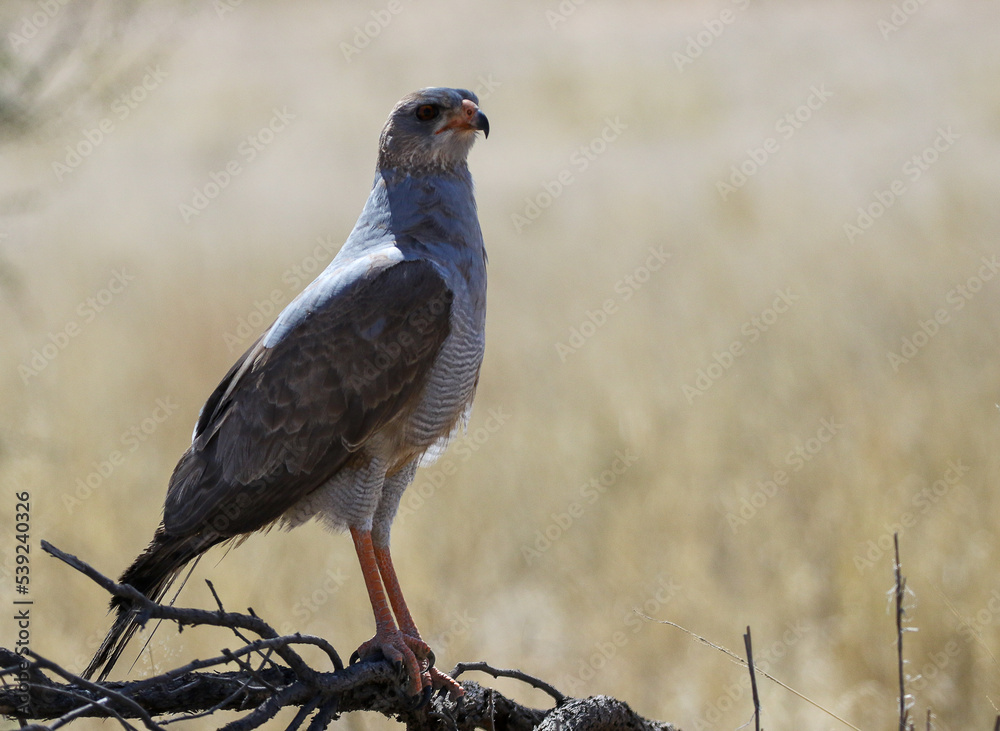Raptor on a tree