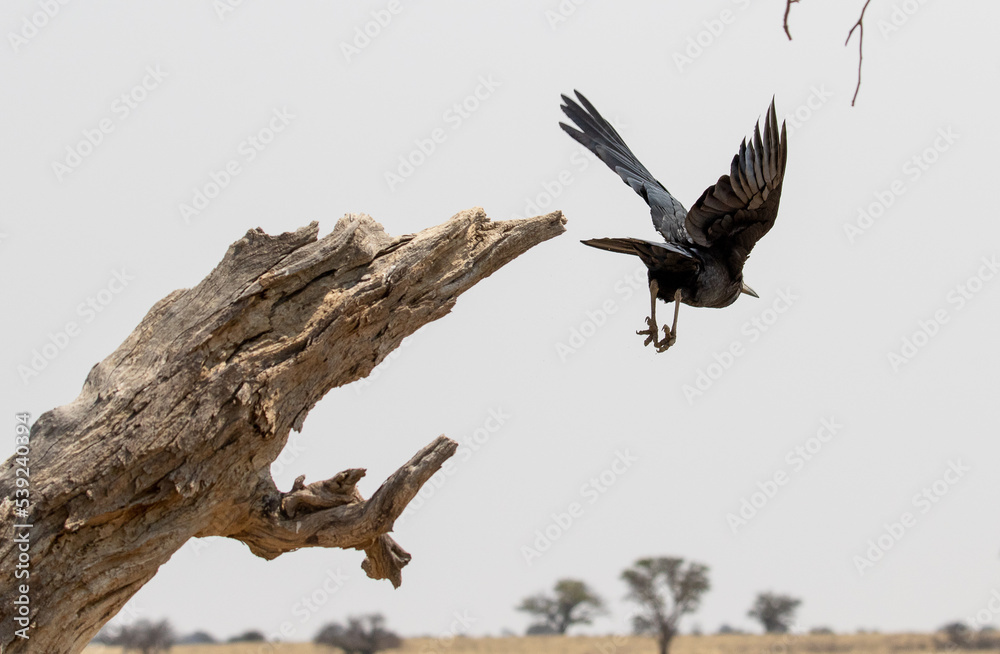 As the crow flies - raven, crow in flight