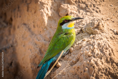 Colorful bee-eater bird on desert rock