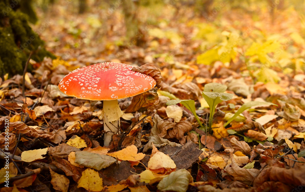 autumn season. amanita muscaria mushroom in autumn forest, natural bright sunny background. harvest fungi concept. Fly agaric, wild poisonous red mushroom in yellow-orange fallen leaves. autumn season. amanita muscaria mushroom in autumn forest, natural bright sunny background. harvest fungi concept. Fly agaric, wild poisonous red mushroom in yellow-orange fallen leaves.