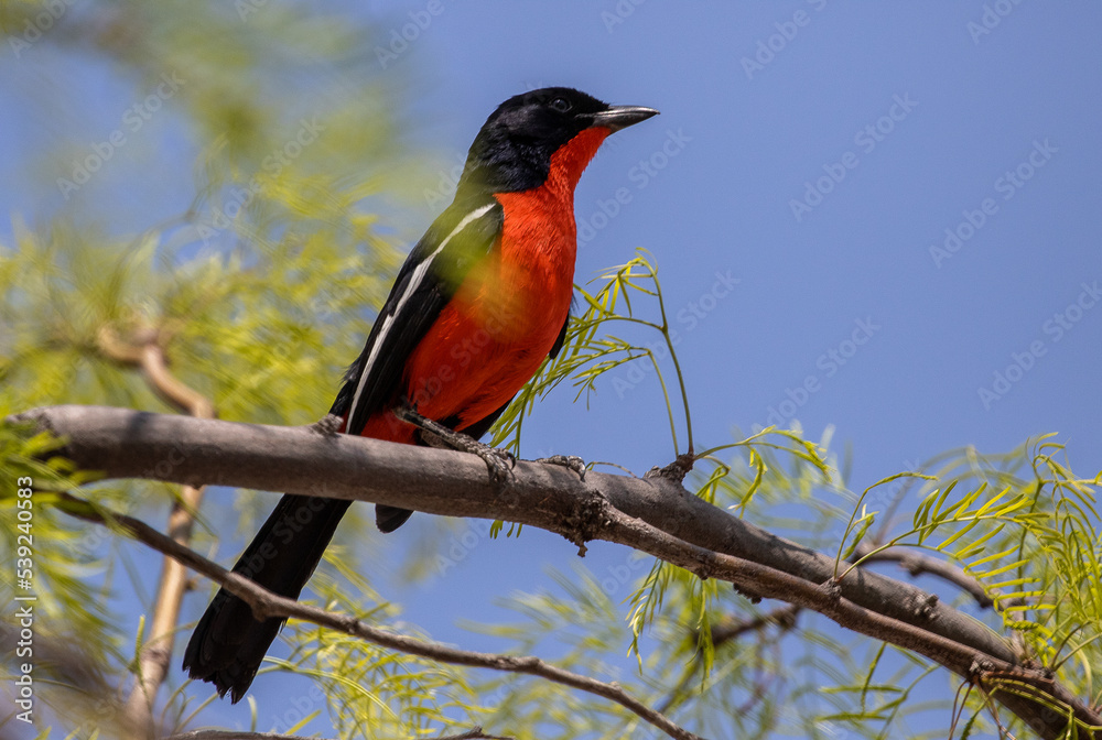 Crimson breasted shrike bird (red) on branch