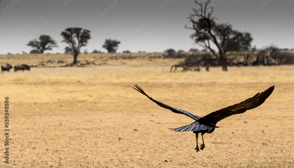 Large black bird in flight in desert