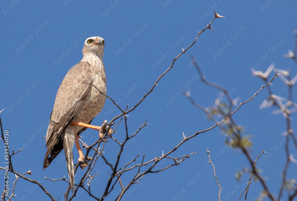 Juvenile snake eagle on a branch