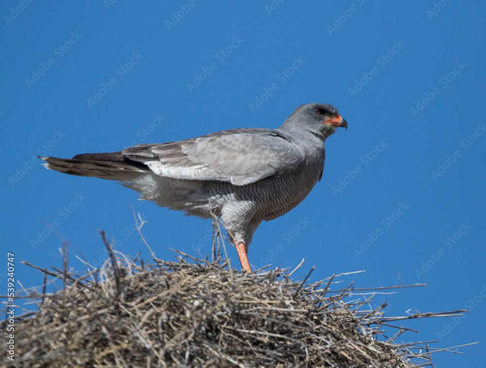 large goshawk bird in nest
