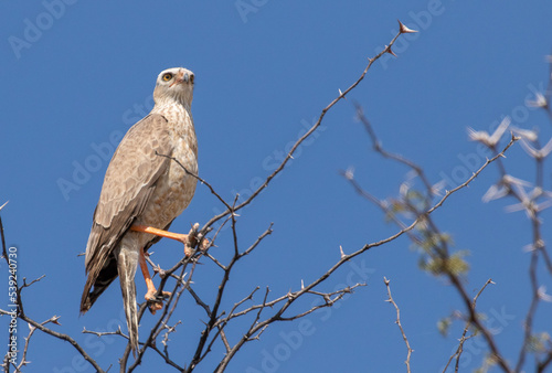 Obraz na płótnie Juvenile snake eagle on a branch w salonie
