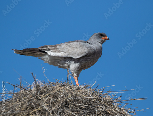 Obraz na płótnie large goshawk bird in nest w salonie