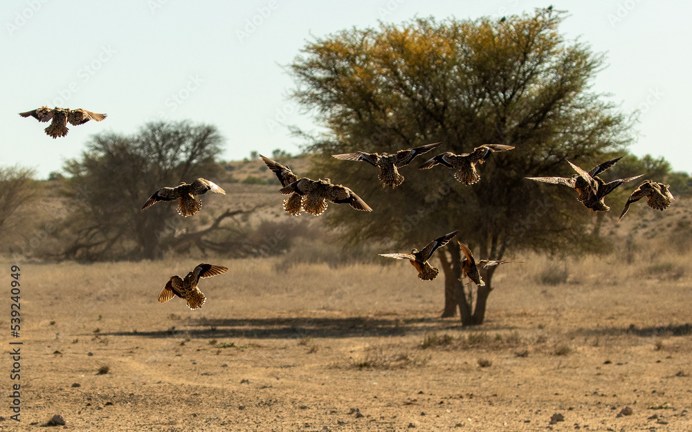 Quail finches in flight at waterhole