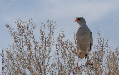 Obraz na płótnie Goshawk bird on a tree top w salonie