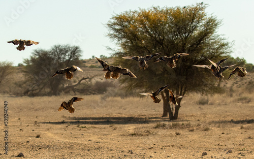 Obraz na płótnie Quail finches in flight at waterhole w salonie