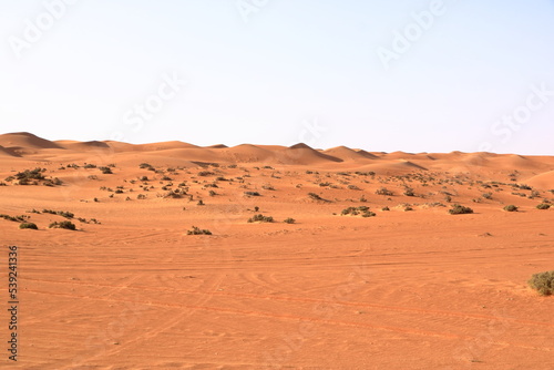 Sand dunes and desert plants the Wahiba Sands, a beautiful desert in Oman