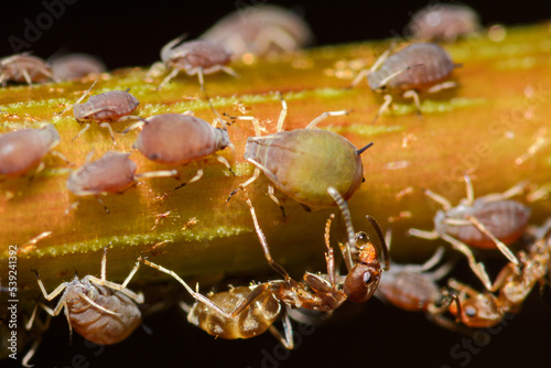 Group of Argentine ants, Linepithema humile, caring for aphids
