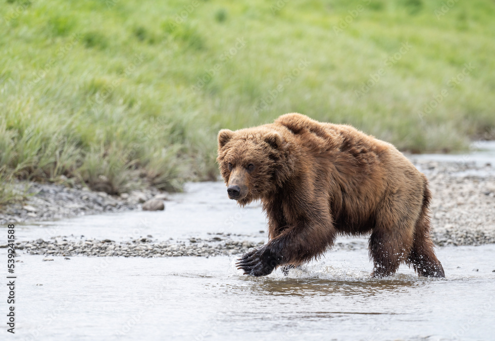Obraz premium Alaskan brown bear walking through water
