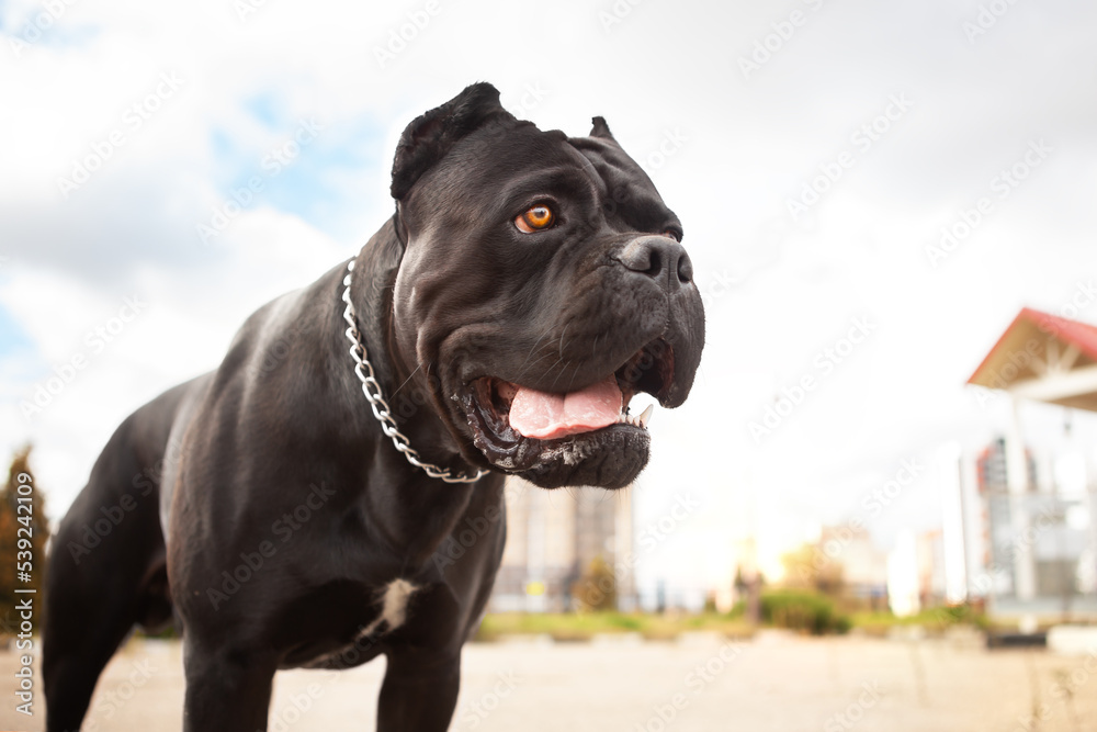 Portrait of a dog, purebred purebred canne corso black, with a devoted look, on an urban background.