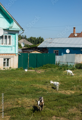 Suzdal, Vladimir region, Russia - August, 18, 2022: a street with traditional Russian wooden houses and goats grazing in front of them on the green grass on a sunny summer day