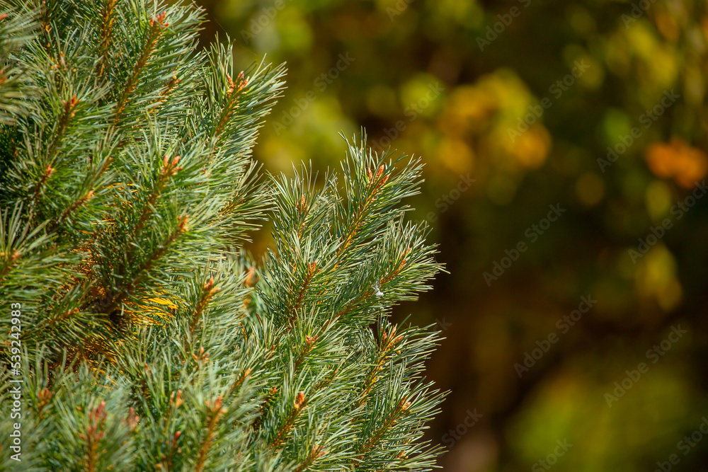 Fir branches close-up. Coniferous trees in the forest. Winter Christmas background. Christmas background, beautiful nature