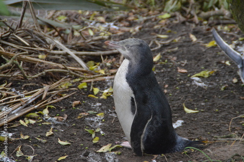 yellow eyed penguin living in New Zealand
